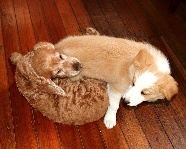 Free Dogs Playing photo and picture