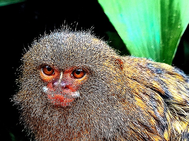 Free Monkey Fur photo and picture