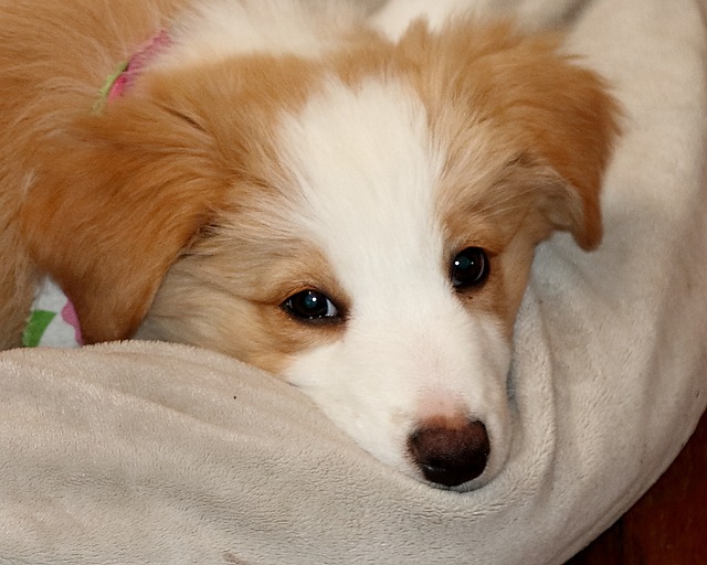Free Pup Dog photo and picture