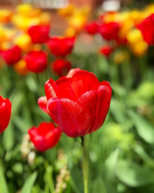 Free Tulip Flower photo and picture