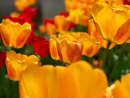 Free Tulips Yellow Tulips photo and picture