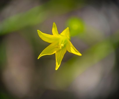 Blume, Pflanze, Feder, Blühen, Blühend