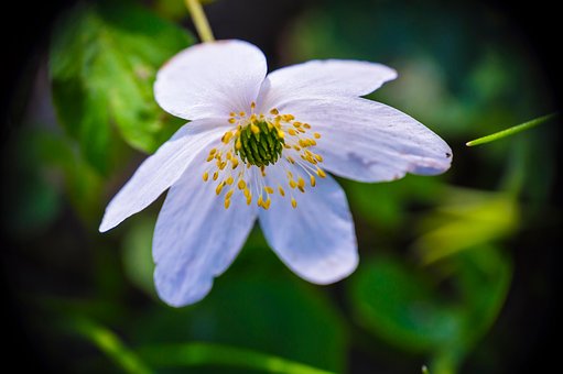 Blume, Blütenblätter, Blumentapete