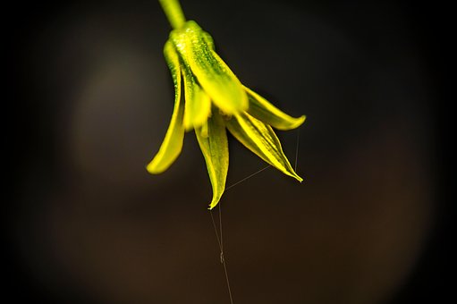 Blume, Pflanze, Spinnennetz, Garten