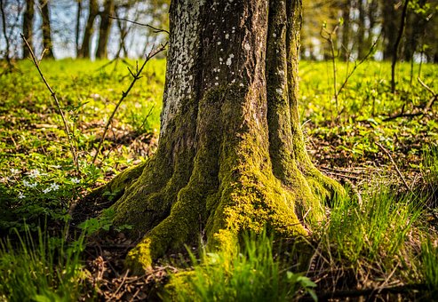 Baum, Stamm, Moos, Wurzeln, Bellen, Gras