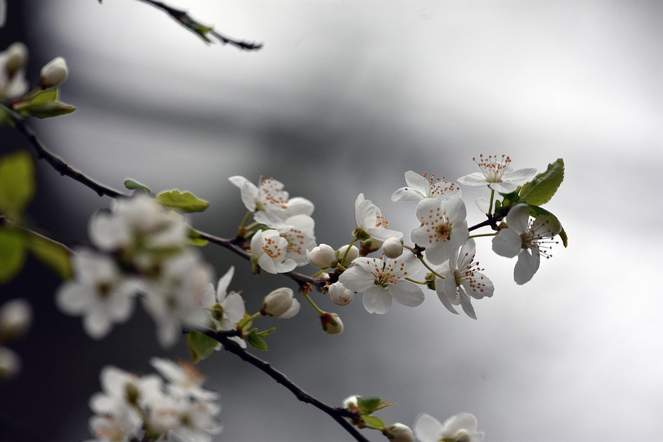 白い花 桜 さくら Pixabayの無料写真