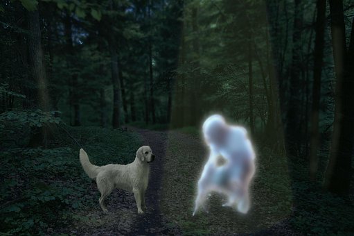 Cachorro, Retriever, Animal Doméstico