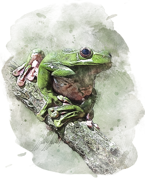 Free wildlife green frog animal illustration