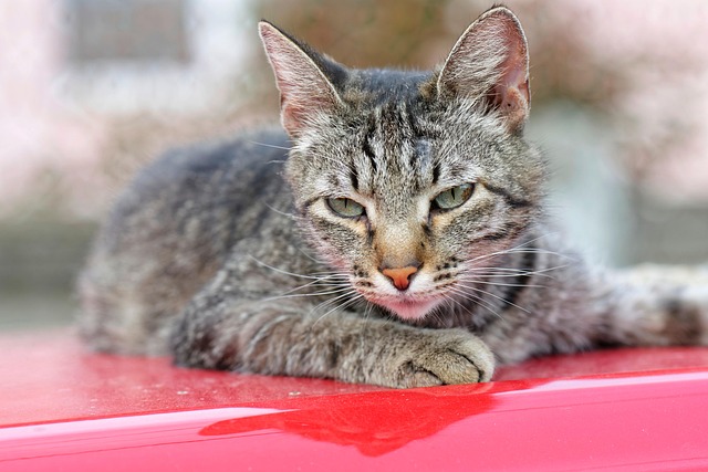 Free How Pet photo and picture