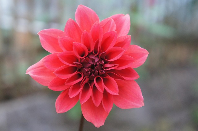 Bunga Wallpaper Merah - Foto gratis di Pixabay - Pixabay