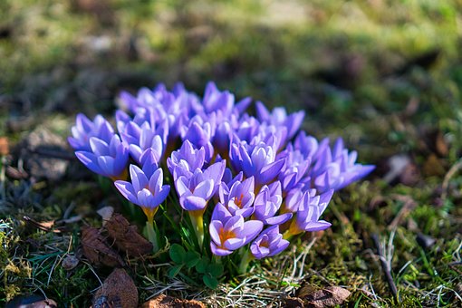 Free Flowers Plant photo and picture