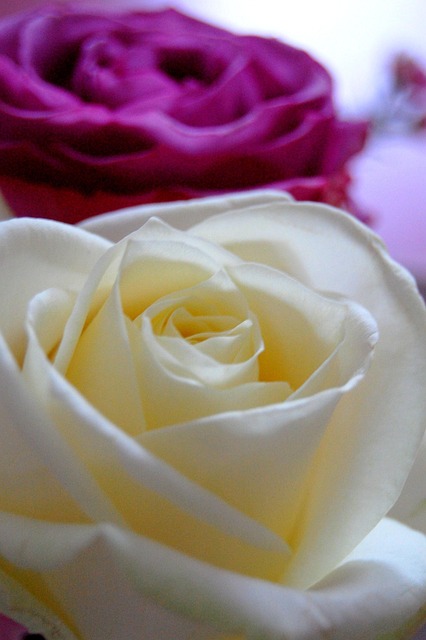 Free Rose Flower photo and picture