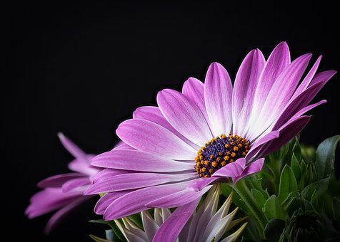 Free Cape Marguerite Flower photo and picture