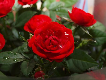 Free Rose Roses photo and picture