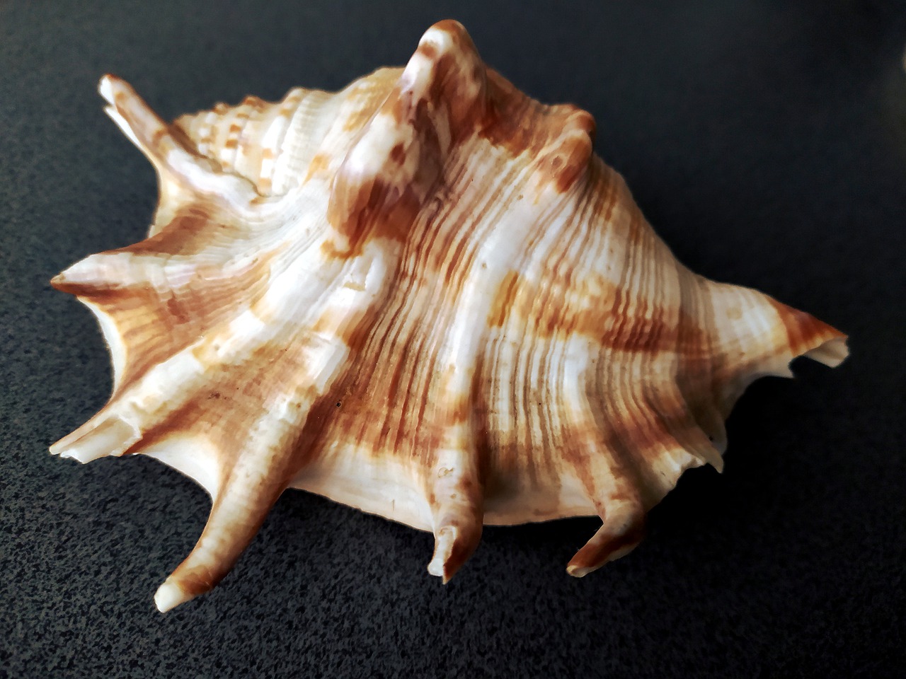 Free seashell ornament decoration illustration