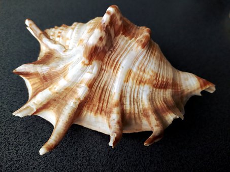 Free Seashell Ornament illustration and picture