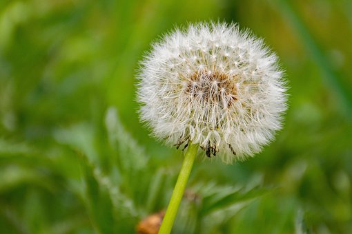 Dandelion, Flower, Seed Head, Blowball