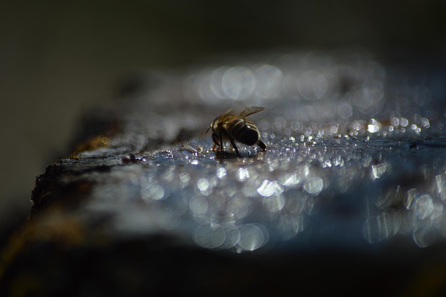 Free Bee At photo and picture
