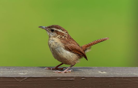Free Carolina Wren Bird photo and picture