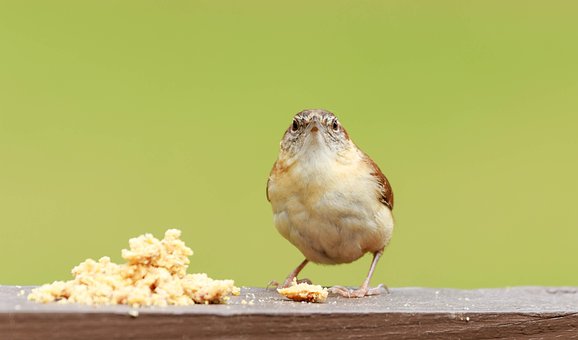 Free Carolina Wren Bird photo and picture