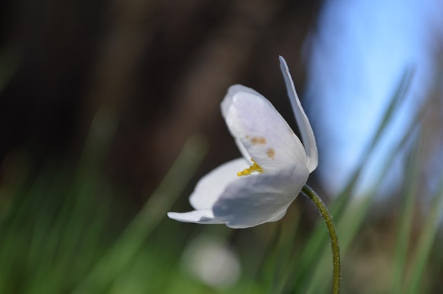 Free Flower With photo and picture