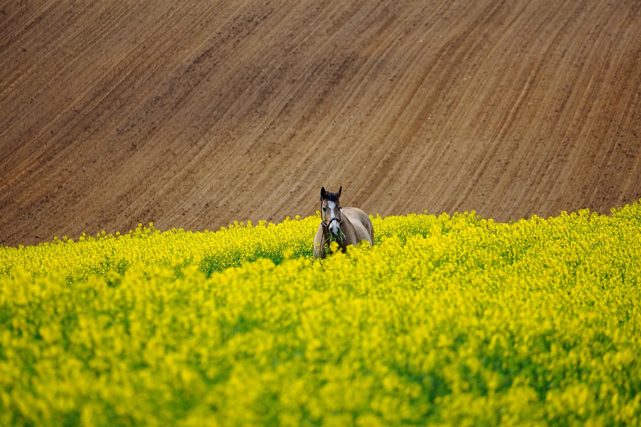 horse, field of rapeseeds, field, horses, animal, mammal, arable land, nature, agriculture, farm yard, spring, snaffle, distance, equestrian, mane, landscape, wolf down, farmer, horse riding, get lost, harvest, ride out, excursion