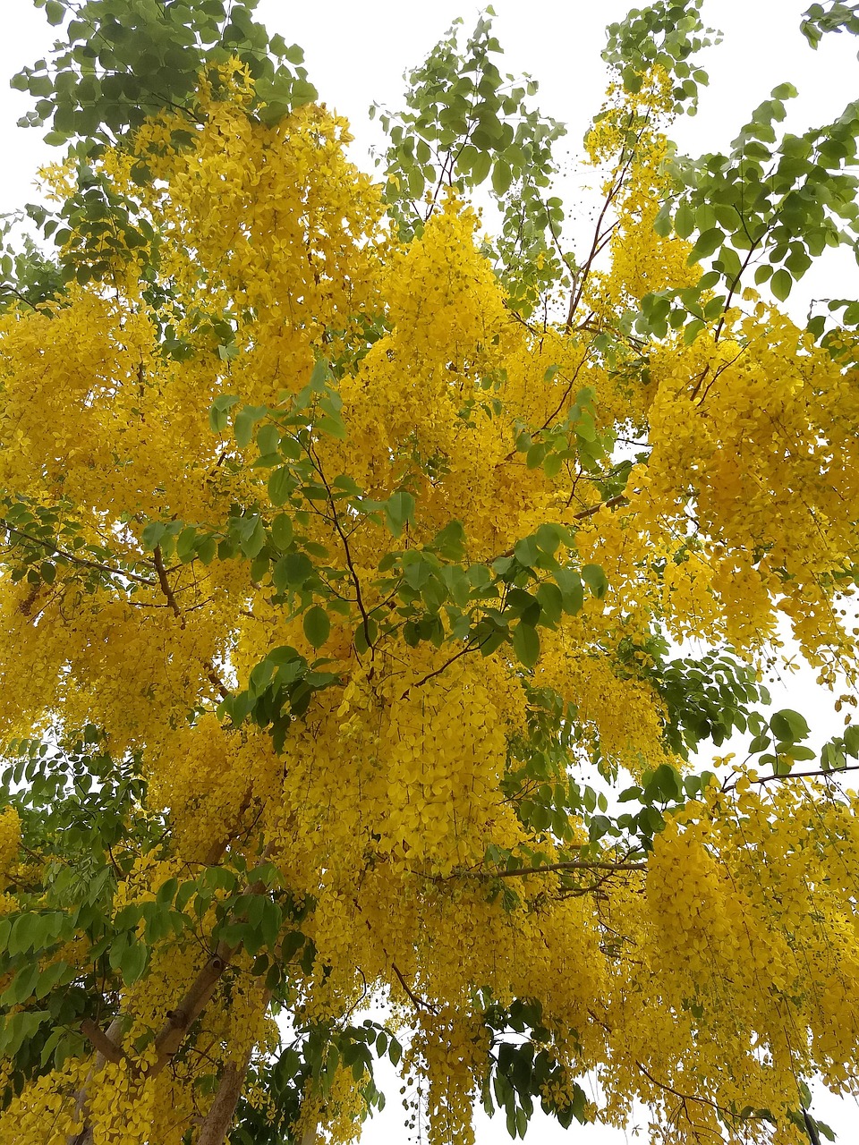 Golden Ratchaphruek Ratchaphruek Coon Golden Shower - Free photo on Pixabay - Pixabay
