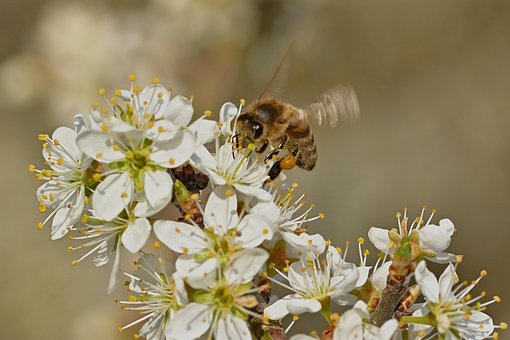 Bee, Insect, Flowers, Plant, Garden