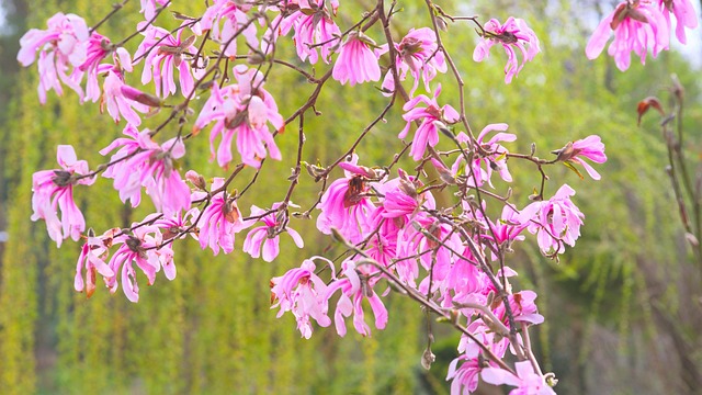 Free Magnolia Pink photo and picture