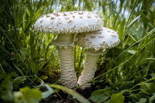 Fliegenpilz, Pilze, Gras, Wald-Pilze