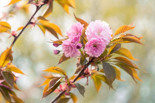 Sakura, Pinke Blumen, Blumen, Baum