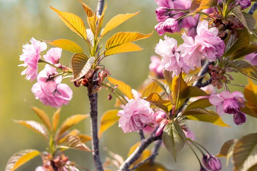 Sakura, Pinke Blumen, Blumen, Baum