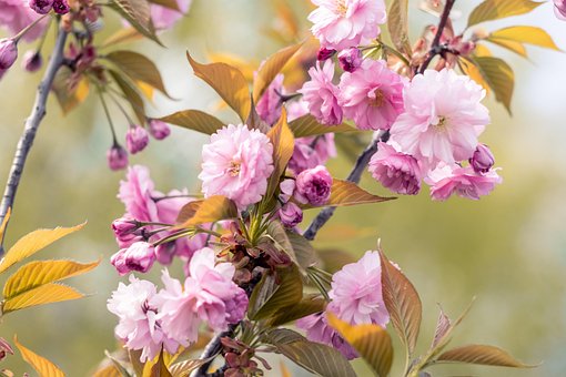 Sakura, Pinke Blumen, Blumen, Baum