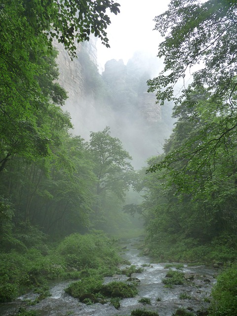 Free River Forest photo and picture