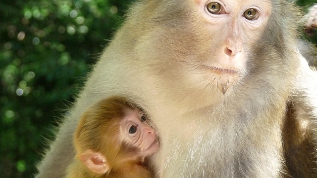 Free Monkeys Macaque photo and picture