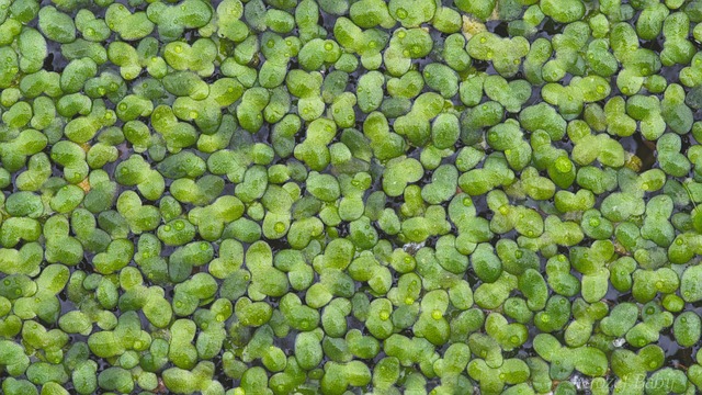 Free Water Plants Nature photo and picture