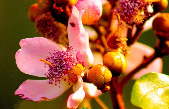 Free Flower Flowers photo and picture