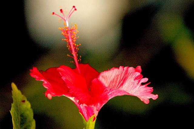 Free Hibiscus Red photo and picture