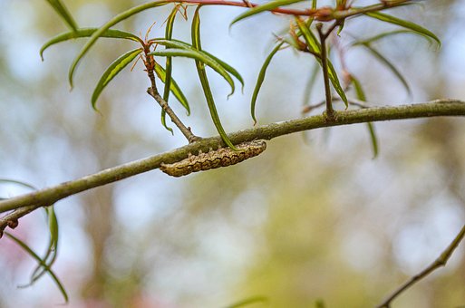 Free Caterpillar Insect photo and picture