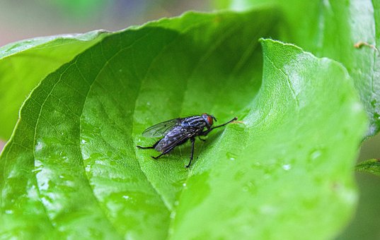 Free Fly Leaves photo and picture