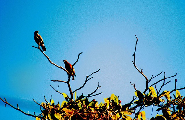 Free Birds Branches photo and picture