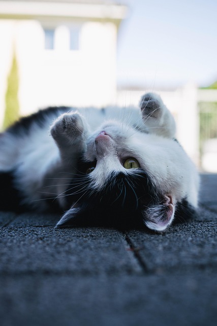 고양이, 태양, 외부, 자연, 애완 동물, 동물, 안심하다, 초록