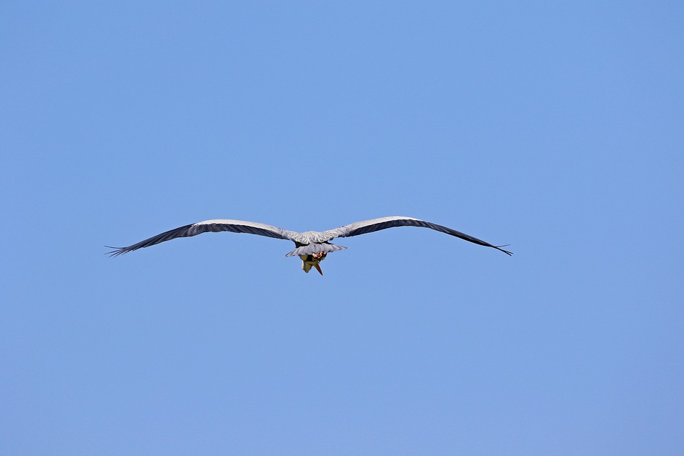 Common Heron Gray Stork - Free photo on Pixabay - Pixabay