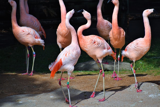 Free Flamingoes Birds photo and picture