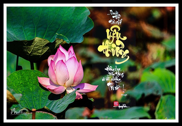 Free Lotus Flower Pond photo and picture