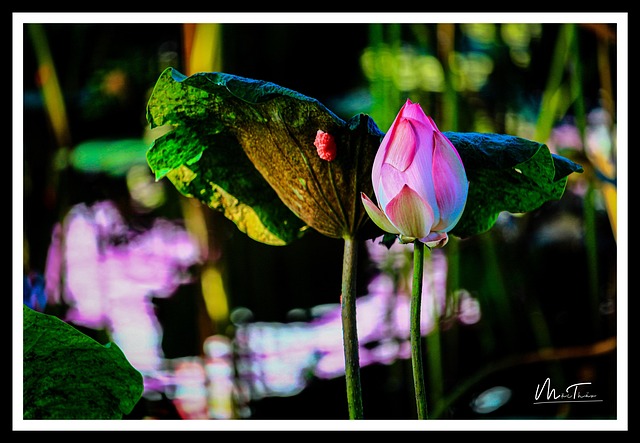 Free Lotus Flower Pond photo and picture