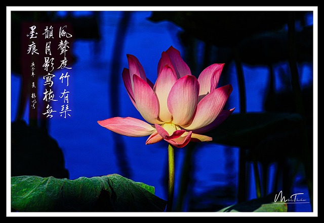 Free Lotus Flower Pond photo and picture