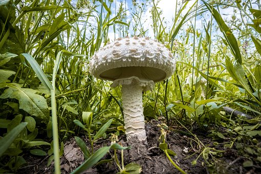 Fliegenpilz, Pilz, Giftig, Herbst, Wald