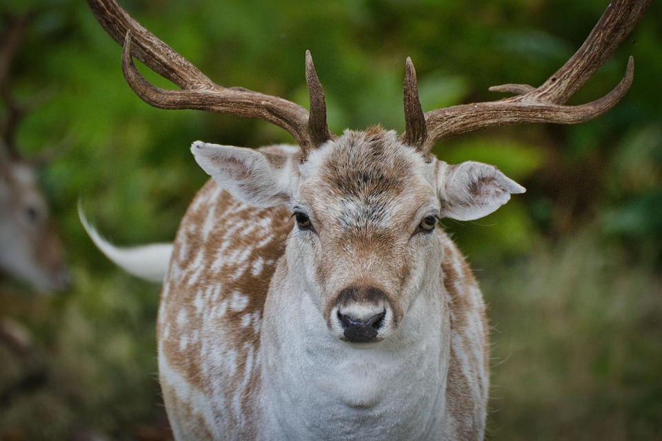 ダマジカ 動物 野生動物 - Pixabayの無料写真 - Pixabay