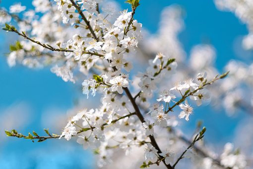 Weiße Blumen, Kirschblüten, Sakura